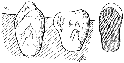 Fig. 103. Rhizopógon lutéolus (Valsche truffel).