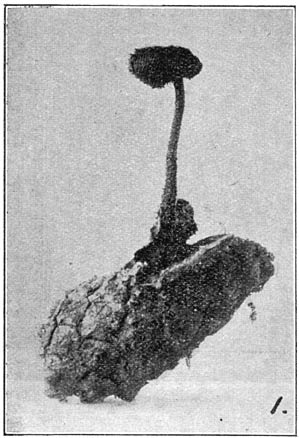 Fig. 105. Hýdnum auriscálpium. (Oorlepeltjeszwam).