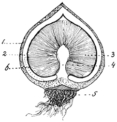 Fig. 108. Geáster tríplex. Gesloten exempl. op doorsnede.