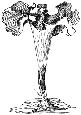 Fig. 111. Crateréllus cornucopioïdes (Hoorn van overvloed).