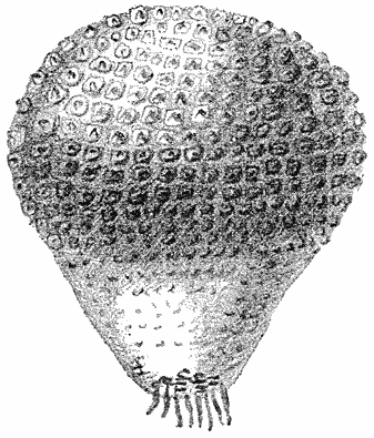 Fig. 115. Lycopérdon caelátum (Ruitjes-bovist).