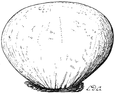 Fig. 116. Reuzenbovist (Lycoperdon Bovista).