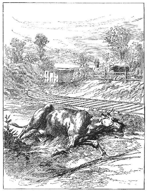 cow in ditch