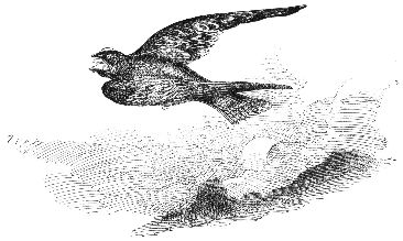 lark flying