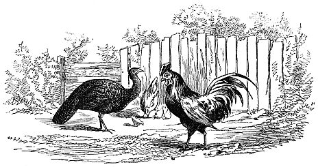 rooster and a turkey
