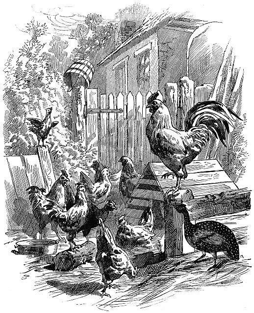 rooster amongst hens and guinea hen