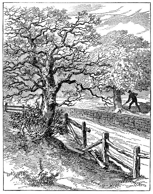 apple trees with road between