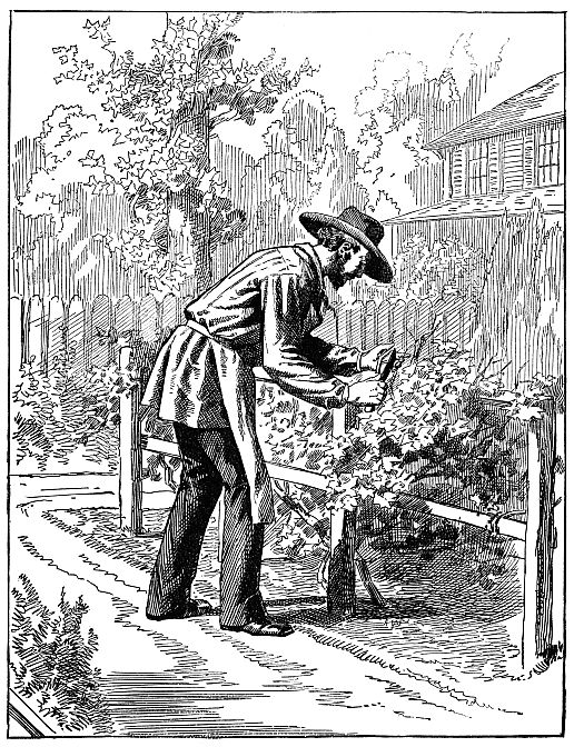 man picking grapes