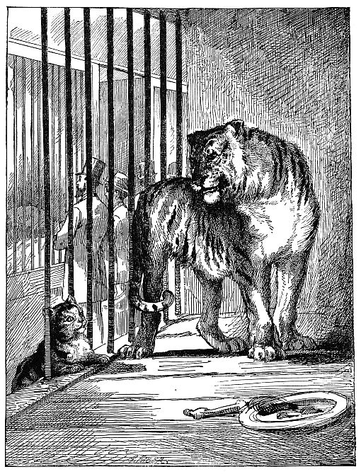 Tiger in cage talking to house cat outside of cage