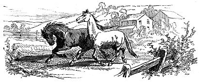 two horses running on farm