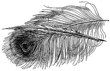 peacock feather and another feather