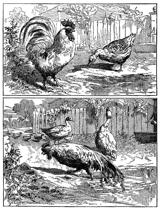 upper scene rooster and gander; bottom scene: Sopping wet rooster and frustrated gander