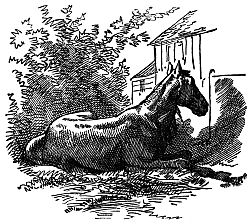 horse lying down