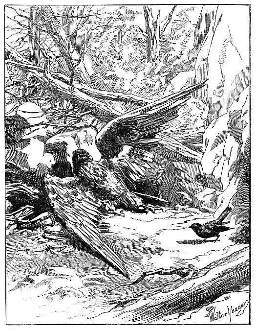 eagle lying on ground with broken wing talking to starling