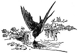 bird drinking  water from stream or pond