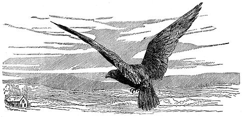 hawk flying