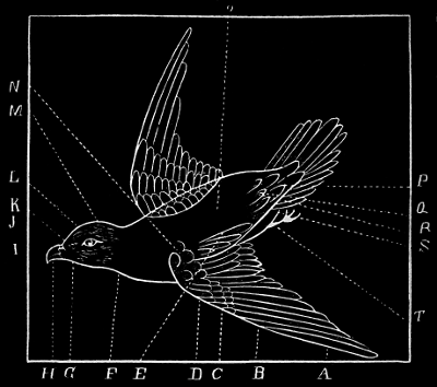 A line drawing of a bird with wings outstretched