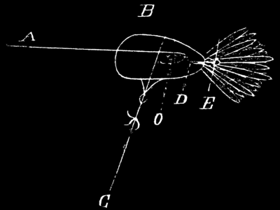 Schematic view of bird with wires