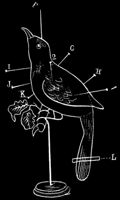 Line drawing of a bird mounted on a perch