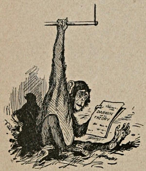 Cartoon of a chimp reading a paper entitled DARWIN THEORY