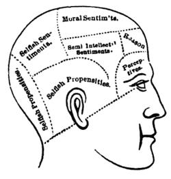 Phrenological Head