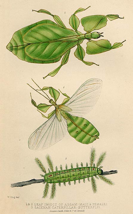 1 & 2. LEAF INSECT OF ASSAM (MALE & FEMALE). 3. SAIKNAH CATERPILLAR (BUTTERFLY).
