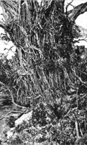 Ficus indica