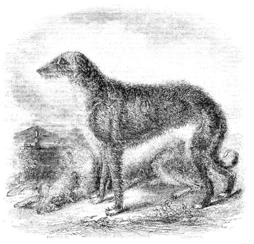 An Irish wolf-dog