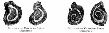Sections of Dhatura Seeds (enlarged).