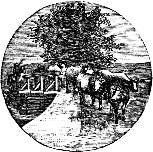 oxen crossing a bridge