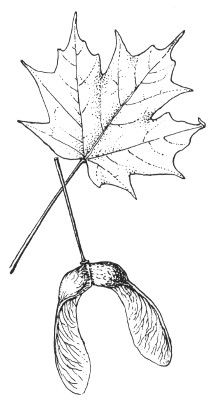 Maple leaf and seed