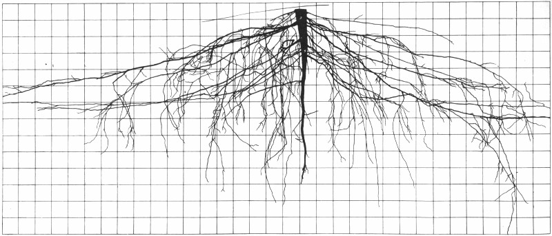 Root system