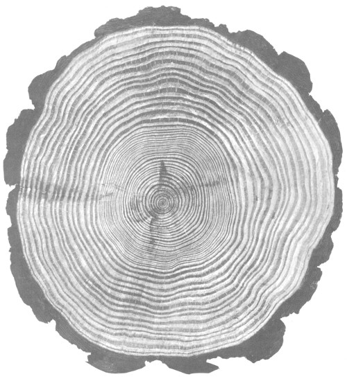 Cross-section of trunk