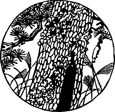 Illustration: Pines tree
